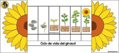 an image of sunflowers and seeds on a fence with the names of each plant