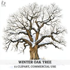 the winter oak tree clipart, commercial use