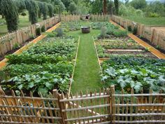 a garden with many different types of plants