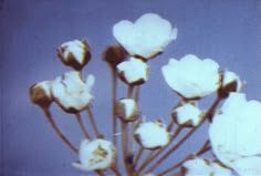 cotton flowers against a blue background in an old photo, taken with polaroid film