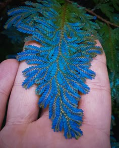 a hand holding a blue plant with green leaves