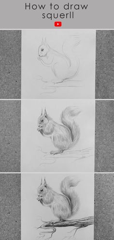 How to draw squirrel? Pencil sketch squirrel drawing tutorial Drawing A Squirrel, Drawings Of Squirrels, How To Draw A Squirrel, Learn To Sketch Step By Step Pencil, Animal Drawings Sketches Step By Step, Step By Step Squirrel Drawing, How To Draw A Squirrel Step By Step, Squirrel Sketch, Squirrel Sketch Easy