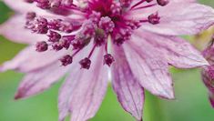 a close up view of a pink flower