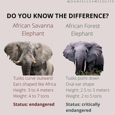 Infographic about African Elephants Animal Encyclopedia, Forest Elephant, Wildlife Biology, African Forest, Elephant Species, Elephant Png, African Forest Elephant