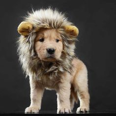 a dog that is dressed up like a lion with some hair on it's head