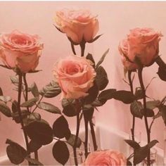 several pink roses are in a clear vase on the counter next to a white wall