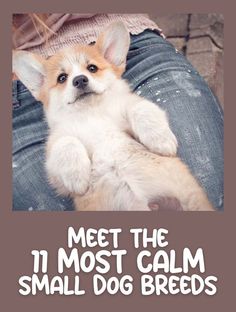 a small dog sitting on top of someone's lap with the caption meet the 11 most calm small dog breeds