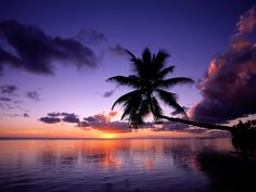 a palm tree sitting on top of a beach next to the ocean at sunset or dawn