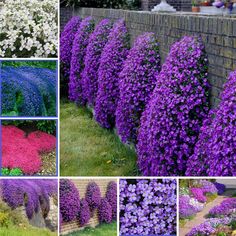 many different types of purple and white flowers