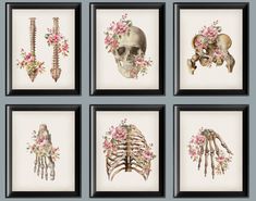 four framed pictures with different types of bones and flowers