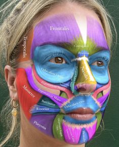 Esthetician Anatomy, Facial Ligaments, Facial Anatomy For Injectors, Face Muscles Anatomy, Black Chic Dress, Facial Muscles Anatomy, Human Muscle Anatomy, Skin Anatomy