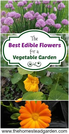 the best edible flowers for a vegetable garden