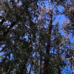 the tops of several tall trees against a blue sky