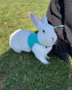 a small white rabbit wearing a blue vest on it's back in the grass