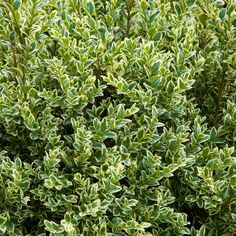 Variegated Boxwood is an upright-growing boxwood that has small, green oval leaves edged in creamy yellow. Growing at a rate of 3 in. to 6 in. per year, this boxwood makes a lovely, low hedge or border. Also known as Variegated English Boxwood, Variegata grows well in full sun to partial shade and moist, well-drained soil. Spring Hill Nurseries Variegated Boxwood Broadleaf Evergreen Starter Foundation/Hedge Shrub in 1-Quart Pot | 90148 Globe Arborvitae, Wintergreen Boxwood, American Boxwood, Yard Makeover, Box Wood Shrub, Smooth Hydrangea, Spring Hill Nursery