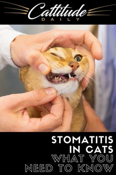 a cat is being petted by someone's hands with caption that reads, stomatitis in cats what you need to know