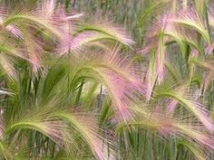 pink and green grass blowing in the wind