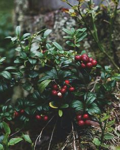 berries growing on the side of a tree in an area that looks like it is covered with moss