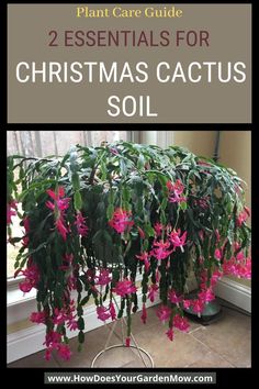 christmas cactus soil Best Soil For Christmas Cactus, Xmas Cactus, Christmas Cactus Propagation, Types Of Cactus Plants, Christmas Cactus Care, Christmas Cactus Plant, Easter Cactus, Thanksgiving Cactus, Holiday Cactus