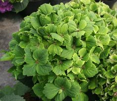 green plants are growing in the ground next to each other and purple flowers behind them