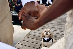 a small dog wearing a bow tie standing on a dock with people in the background