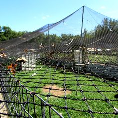 several animals in an enclosure at the zoo