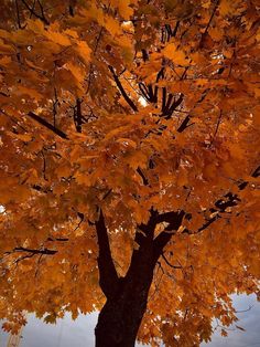 an orange tree with yellow leaves on it