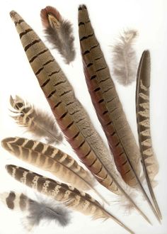 several feathers are arranged on a white surface