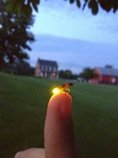 a tiny insect sitting on top of a finger in front of a building at night