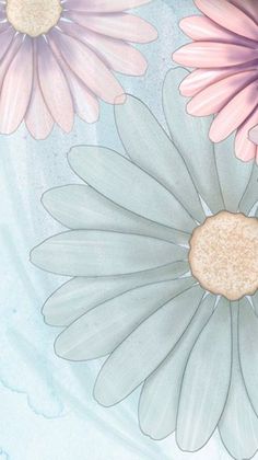 three pink and white daisies on a blue background with watercolor effect in the middle