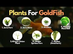 there are many different plants for goldfish