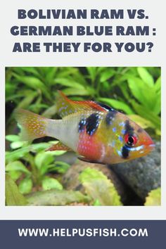 an image of a fish with the caption, what do you think about bolivan ram's german blue ram? are they for you?