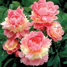 pink and yellow flowers are blooming in the garden