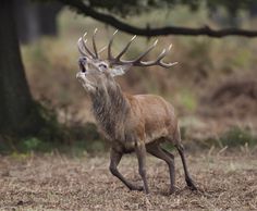 a deer with its mouth open standing in the middle of a field next to a tree