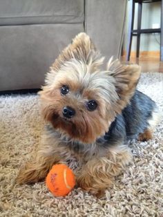 a small dog sitting on the floor with an orange ball