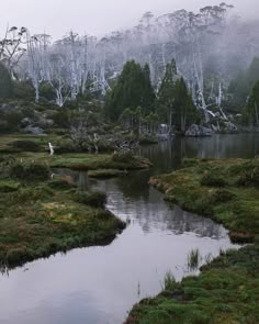 a stream running through a lush green forest filled with lots of trees and bushes on a foggy day