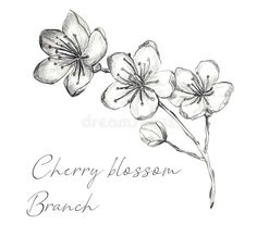 cherry blossom branch with the words cherry blossom branch written in black ink on a white background