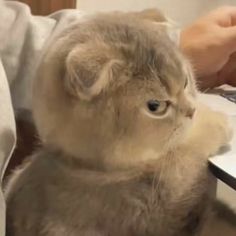 a cat sitting on top of a bed next to a person holding a laptop computer