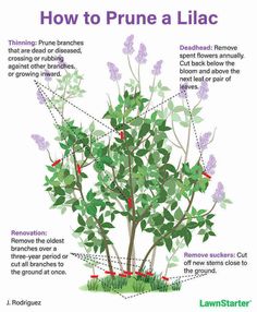 how to prune a lilac tree with instructions on how to prune it