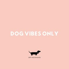 a black and white dog on a pink background with the words dog vibes only