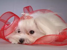 a small white dog laying on top of a red ribbon