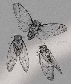 three moths sitting on top of each other in black and white ink with the caption's name below them