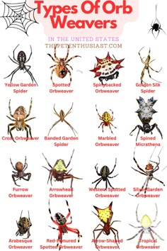 the types of orb - orb spider in different states of their respective body colors and names