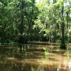 the water is brown in color and has trees on both sides with moss growing all over it