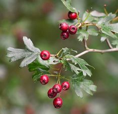 berries are growing on the branch of a tree