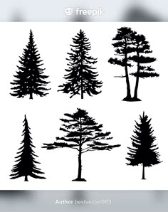 pine tree silhouettes on white background stock photo - image 349874