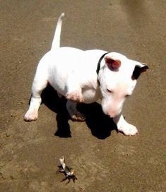 a small white dog standing on top of a sandy beach next to a dead bird