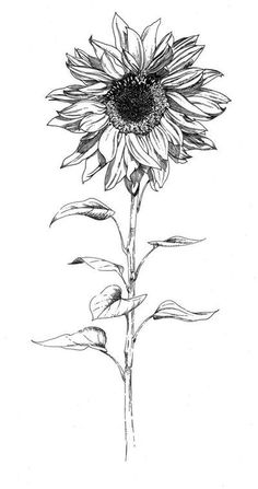 Sunflower Drawing Sketch, Drawings Of Daisies, Sunflower Ink Drawing, Sunflower Vol 6 Tattoo, Sunflower Tattoo Drawing, Sunflower Drawing Tattoo, Sunflowers Sketch, Sunflower Drawings, Sunflower Sketch