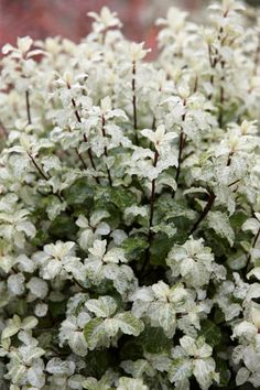 white flowers with green leaves in the snow