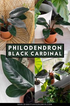 there are many different types of houseplants in this photo and the text reads, phlodendron black cardinal